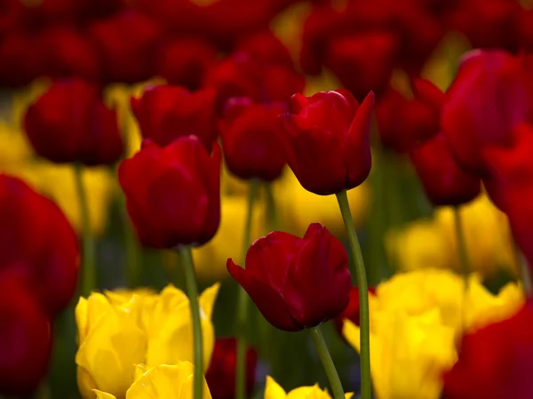 Tulipas amarelas e vermelhas — Fotografia de Stock