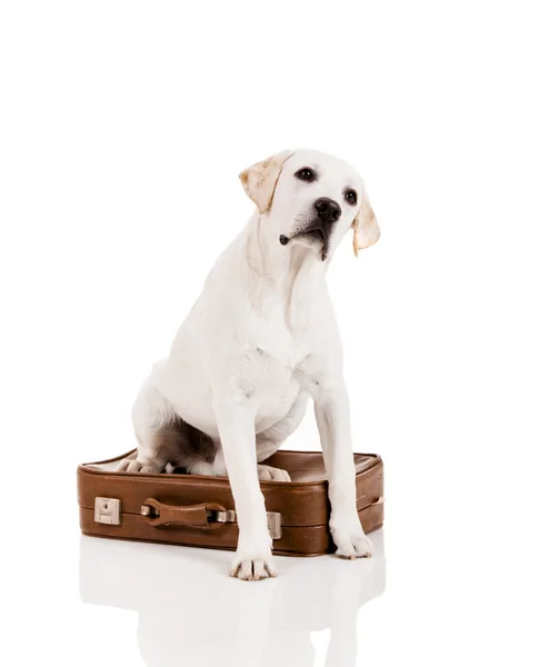 狗与一只手提箱 — 图库照片