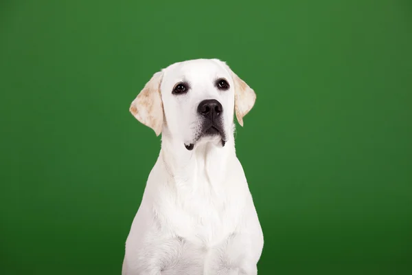 Labrador geri almak — Stok fotoğraf