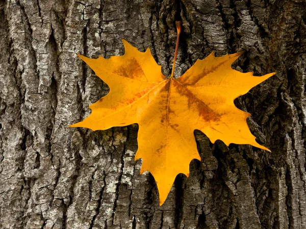 Primo piano di una bella foglia di autunno su un tronco di un albero — Foto Stock