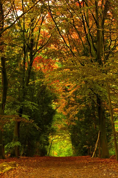 Bela floresta — Fotografia de Stock