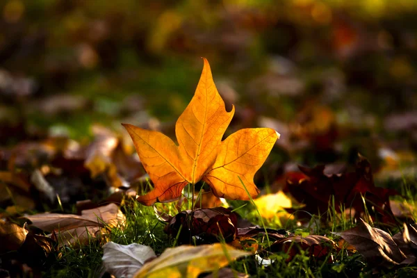 Primo piano di una bella foglia autunnale sul pavimento — Foto Stock