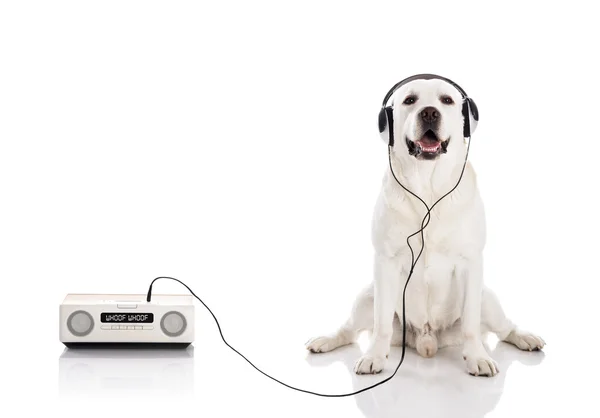 Labrador luisteren muziek — Stockfoto