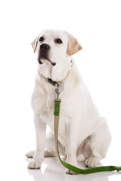 Schöner Labrador — Stockfoto