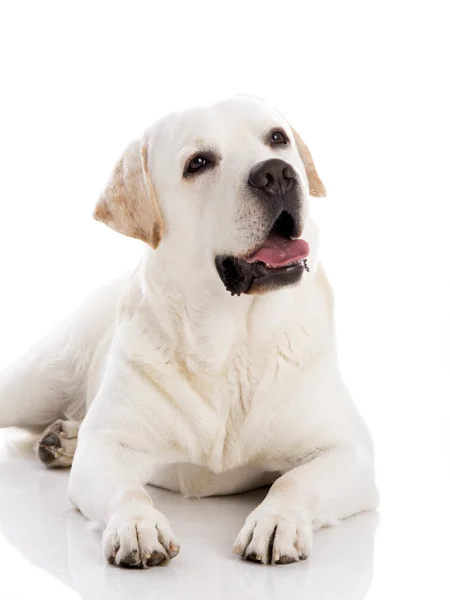 Pies Labrador leżącego na podłodze — Zdjęcie stockowe