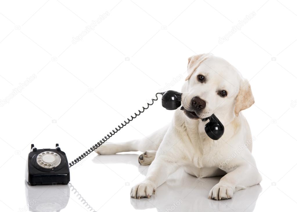 Labrador answering a call Stock Photo by ©ikostudio 26728209