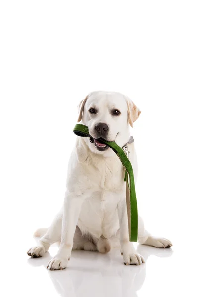 Lindo Labrador — Fotografia de Stock