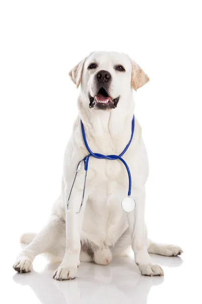 Veterinario — Foto Stock