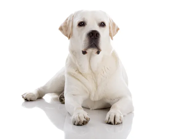 Labrador cane sdraiato sul pavimento — Foto Stock