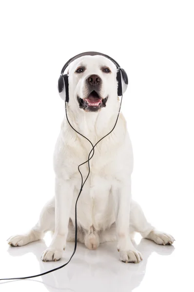 Labrador hört Musik — Stockfoto