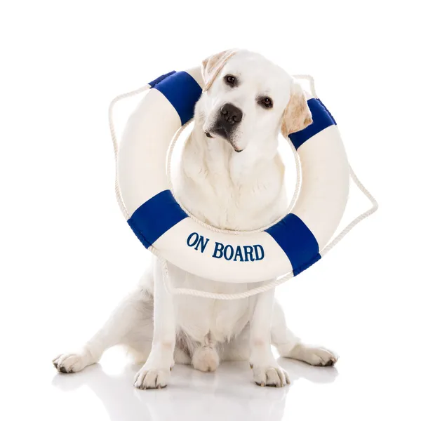 Labrador cão com uma bóia de marinheiro — Fotografia de Stock