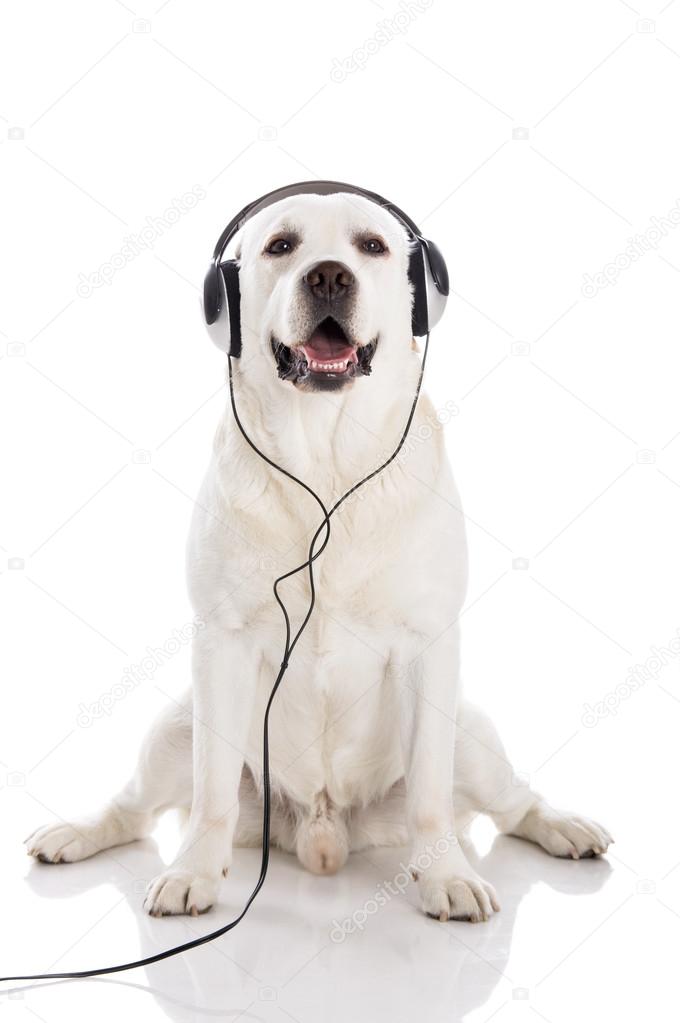 Labrador listen music