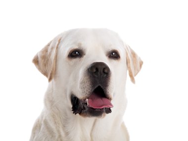 güzel labrador