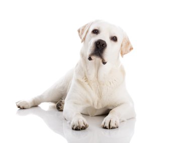 yerde yatarken labrador köpek