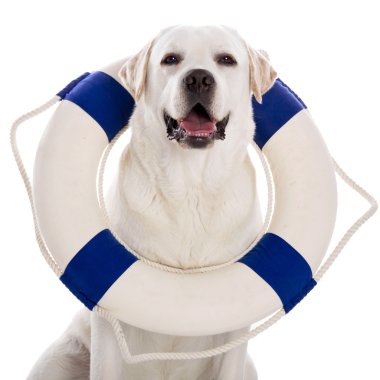 Dog with a sailor buoy clipart