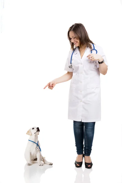 Schöne junge Tierärztin zeigt auf einen niedlichen Welpen Labrador d — Stockfoto