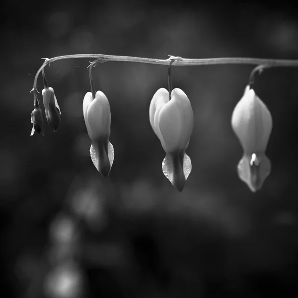 흑백으로 피는 꽃 — 스톡 사진