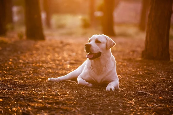 Lying on a pinewood — Stock Photo, Image