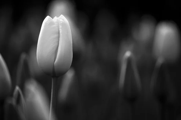 Tulipes — Photo