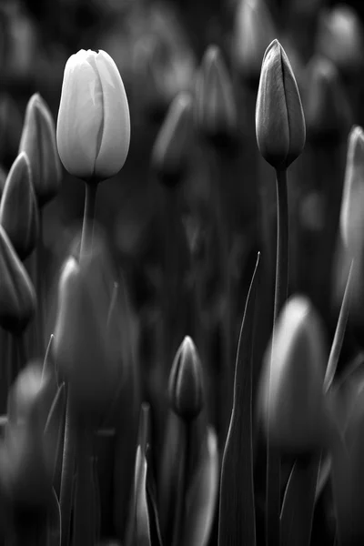 Tulpen — Stockfoto