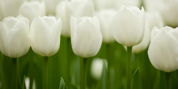 Tulipanes blancos —  Fotos de Stock