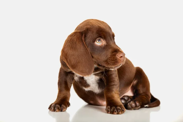 Studio Portrait Cute Little Brown Puppy — Stock Photo, Image