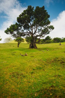 Madeira Adası, Portekiz 'deki Antik ağaçların güzel manzarası