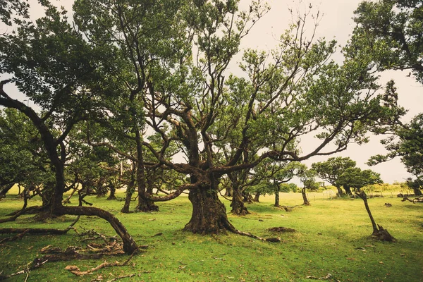 Vackert Landskap Med Antika Träd Madeira Portugal — Stockfoto