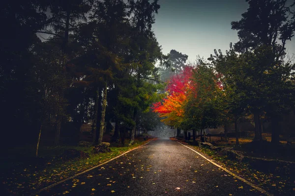 Spanya Sonbahar Mevsiminde Güzel Bir Yol — Stok fotoğraf