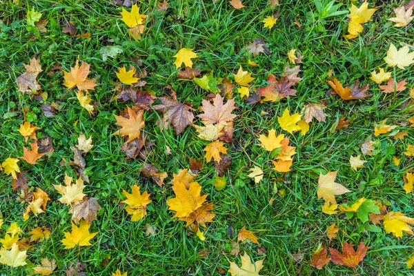 Красочные осенние листья желтого клена на зеленом фоне травы — стоковое фото
