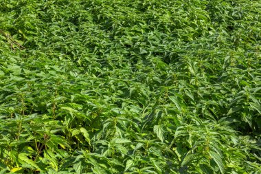 Nettle Tam Çerçevesi Aranıyor arkaplan ve doku