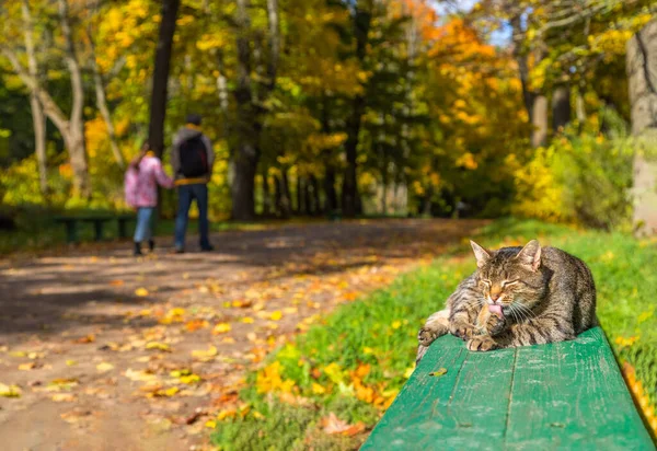 Kat op een groene bank likken zijn poot terwijl de man met zijn dochter passeren in wazig achtergrond — Stockfoto