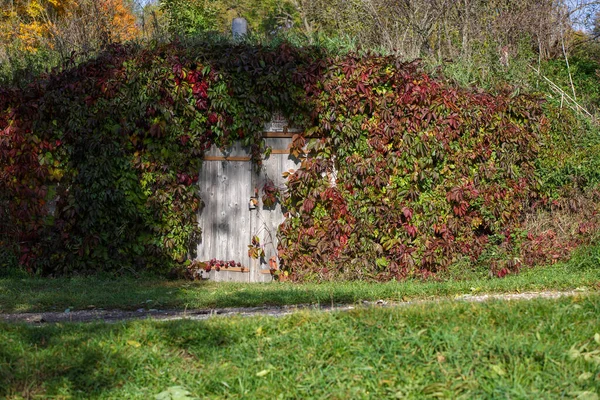 Porte chiuse in legno grigio alla cantina esterna, ricoperte di uva decorativa — Foto Stock