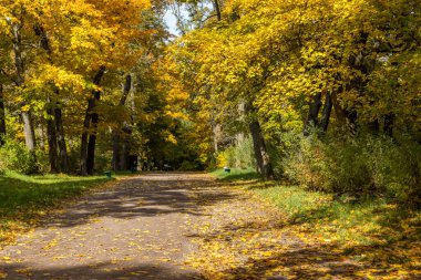Sarı akçaağaçlı ve yapraklı sonbahar parkı