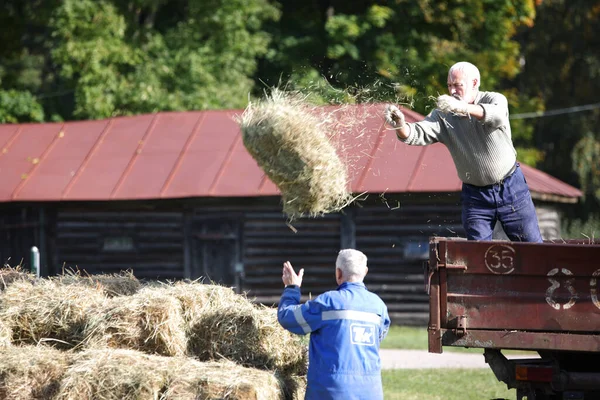 Beyaz saçlı, güçlü yaşlı bir adam traktör römorkundan attığı saman yığınını boşaltmak için dışarı atıyor. — Stok fotoğraf