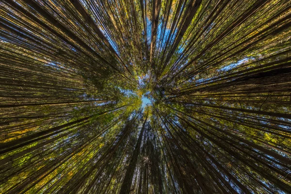 Восходящий вид в осеннем сосновом лесу при ясном дневном свете с ультра широкоугольным прямоугольным объективом — стоковое фото