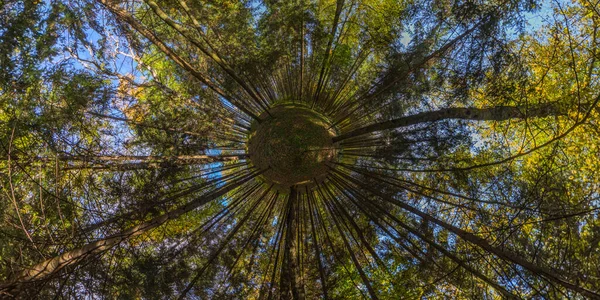 Гиперболическая проекция планеты сферической панорамы в солнечный осенний день в сосновом лесу с голубым небом — стоковое фото