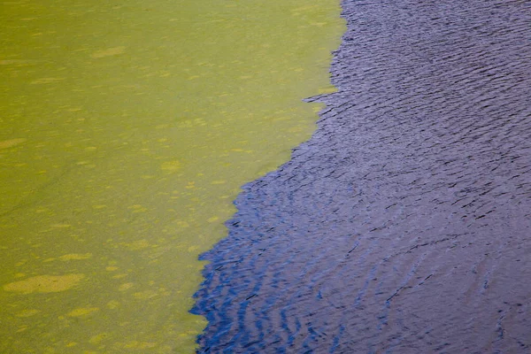 Algas verdes flutuando na superfície da água ondulada da lagoa com borda pronunciada — Fotografia de Stock