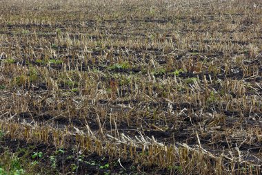 Kuru kökler hasattan sonra tarımdan arta kalanlar.