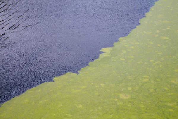 Groene algen drijvend op rimpelwateroppervlak van de vijver met een uitgesproken diagonale rand — Stockfoto