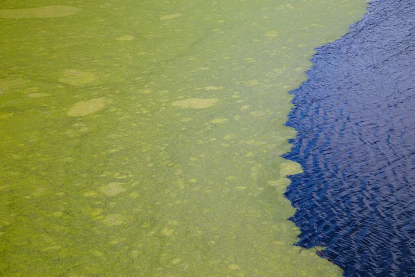 green algae floating on rippled water surface of the pond with pronounced edge