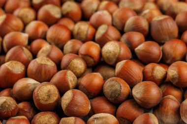 Kabuklu fındık yığını. Tam kare yakın plan.