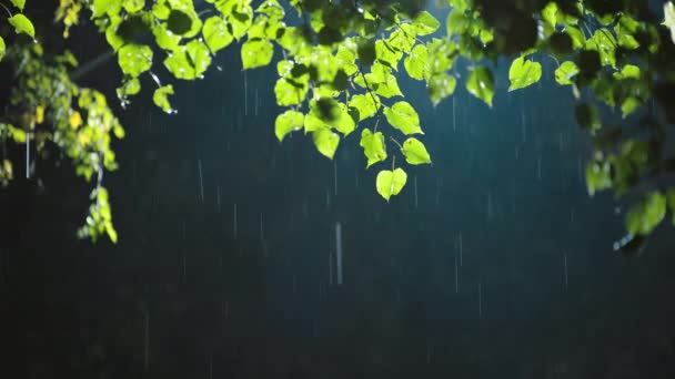 Natt bakgrundsbelyst regn med gröna lindträd löv på toppen av bilden — Stockvideo