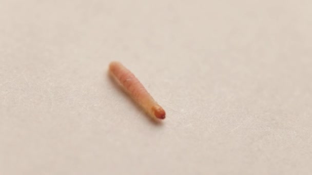 Farina mediterranea o larva di falena della dispensa su sfondo bianco foglio di carta — Video Stock