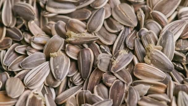 Semillas de girasol corrompidas con polillas de despensa de semillas de aves — Vídeos de Stock