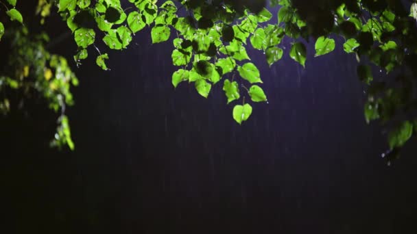 Noite chuva retroiluminada com folhas de tília verde na parte superior da imagem — Vídeo de Stock