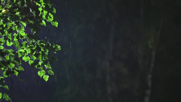 Natt bakgrundsbelyst regn med gröna lindträd löv på toppen av bilden — Stockvideo