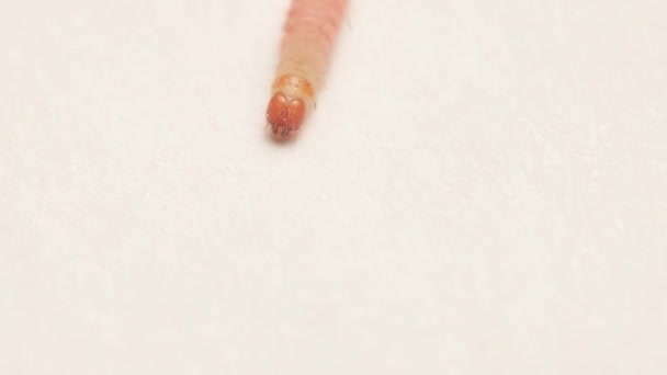 Středomořská mouka nebo komora larva můra na bílém papíře list pozadí — Stock video