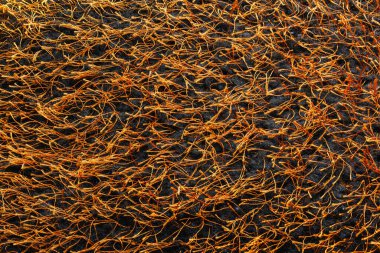 Çimenlerle kaplı siyah kumaş dekoratif altın renkli iplikler