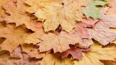 Kuru sarı sonbahar akçaağaç yapraklarının tam çerçeve döndürme arka planı